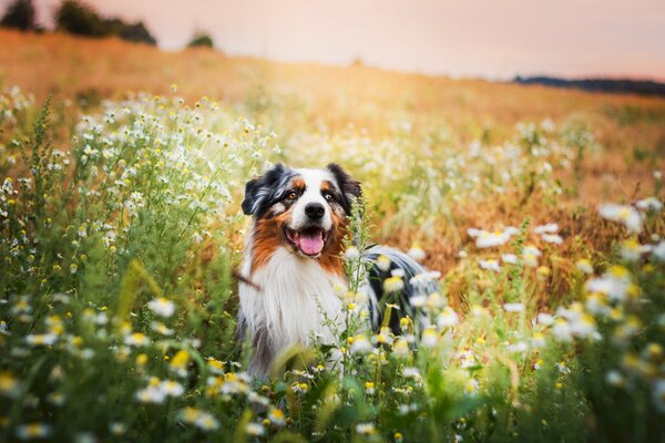 Il cane sul campo di fiori guarda ispirato avanti