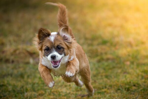 L aspetto allegro di un cane che corre