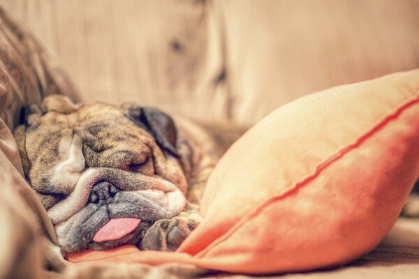 Cane e comfort domestico. Dolcemente addormentato