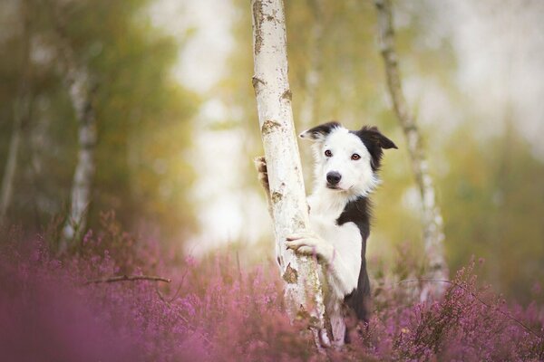 Border Collie umarmt einen Baum