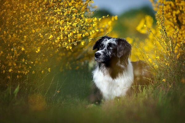 Il cane guarda in lontananza tra i cespugli