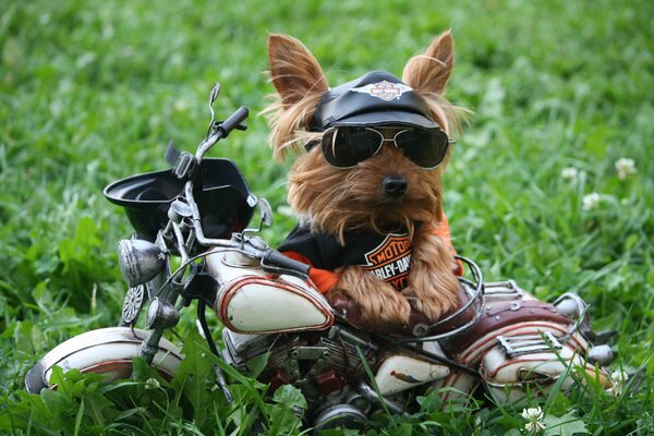 A Yorkshire terrier in a cap and glasses near a Harley-Devidson toy motorcycle in a meadow in the grass