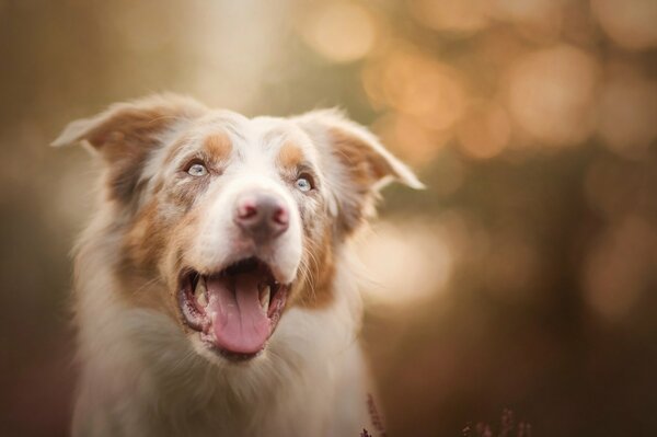 Cute dog with a protruding tongue