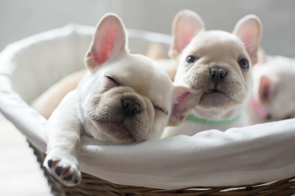 Plush puppies lying in a basket