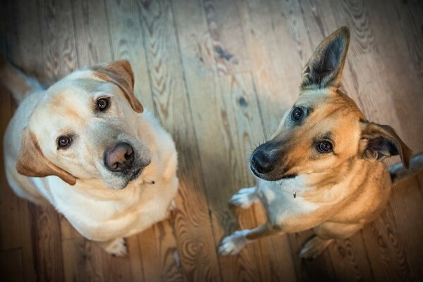 Deux chiens regardant dans le cadre sur fond de plancher en bois