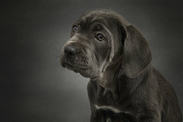 Photo-portrait of a dog of the Cane Corso parody of smoky color on a gray background