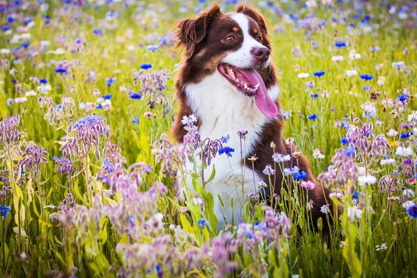 Allegro pastore australiano in un prato di fiori