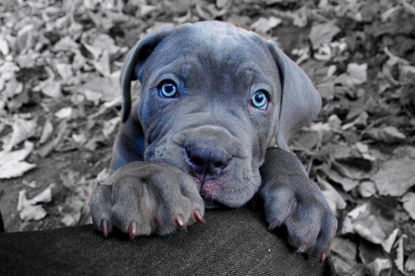 Cane-Corso puppy with blue eyes