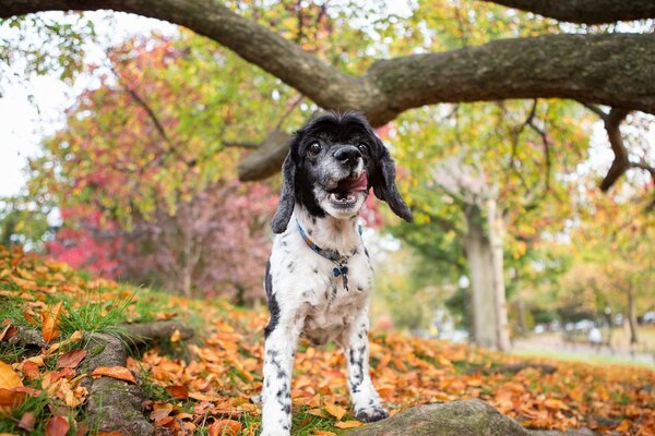 Cane in un bellissimo parco autunnale