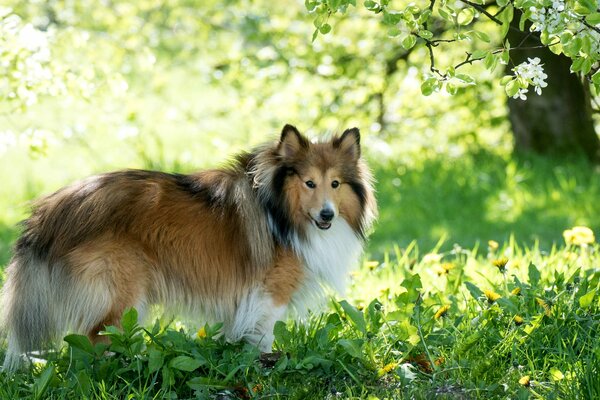 Chien Collie se promène dans les bois