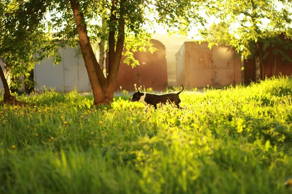 A dog on the grass next to a tree in leaves