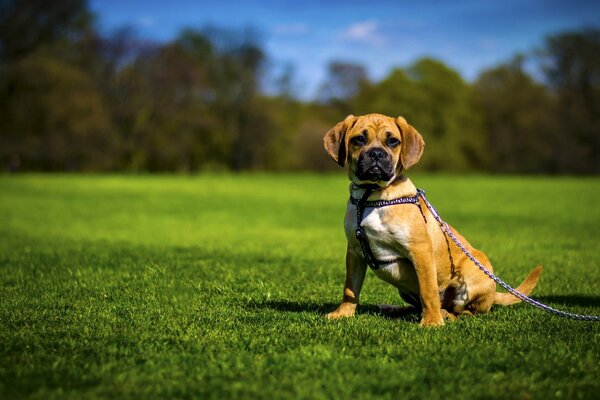 Ein Hund der Rasse Pagl geht an der Leine auf dem Rasen spazieren