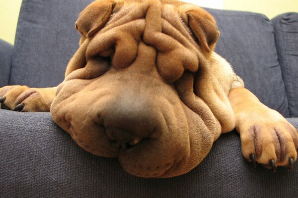 Schlafen auf der Couch sharpei