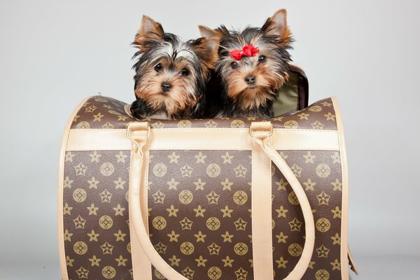 Cuccioli di terrier nella borsa di Louis Vuiton