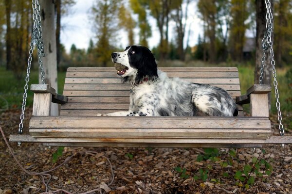 A dog lying on a swing with a toy in its teeth