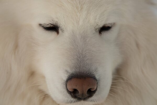 Cute furry white face