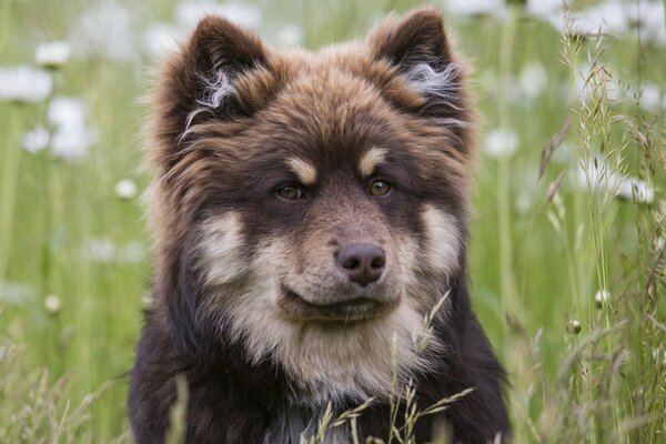 The stern look of a dog against the background of grass