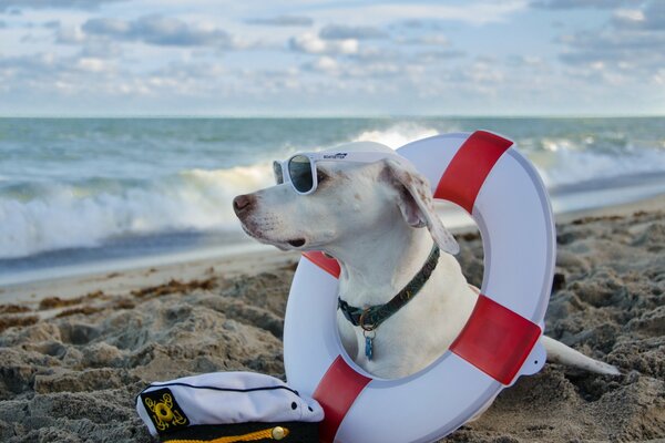 Chien à lunettes sur la mer