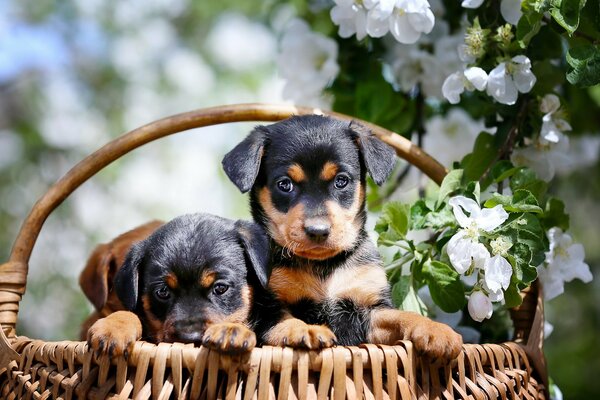 Le regard des chiots mignons dans le panier