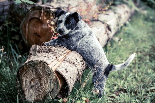 Ein Hund im Wald klettert auf einen Baumstamm