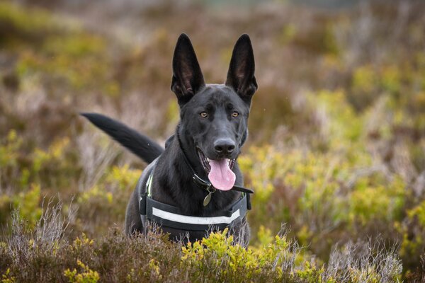 Schäferhund mit großen Ohren und ausgestreckter Zunge