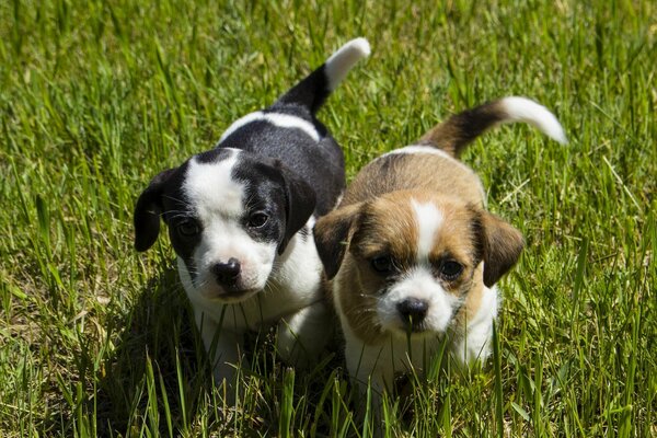 Cute kids walking on the grass