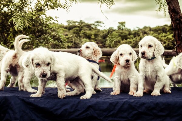 Alegría de cachorro, son amigos