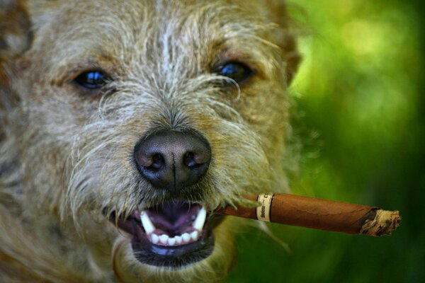 Perro peludo Fuma un cigarrillo