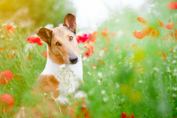 Mirada hermosa e inteligente. Perro en un campo de flores