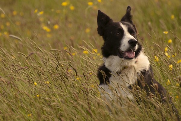 Border Collie im Wiesengras