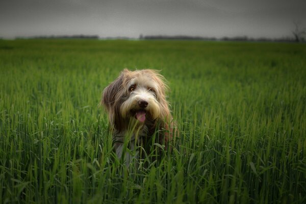 Großer zottiger Hund auf einem Feld mit hohem saftigem grünem Gras