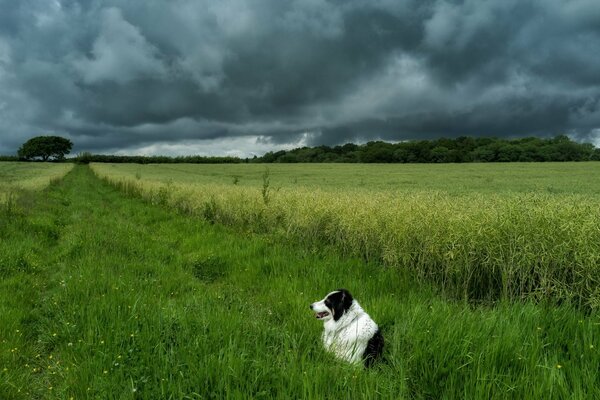 Cane nel campo. Bel cielo