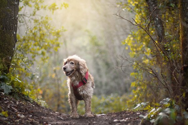 Lockiger Hund im rosa Halsband