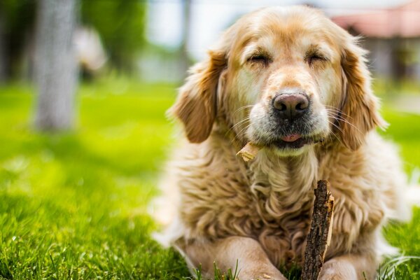 Buon vecchio cane sull erba