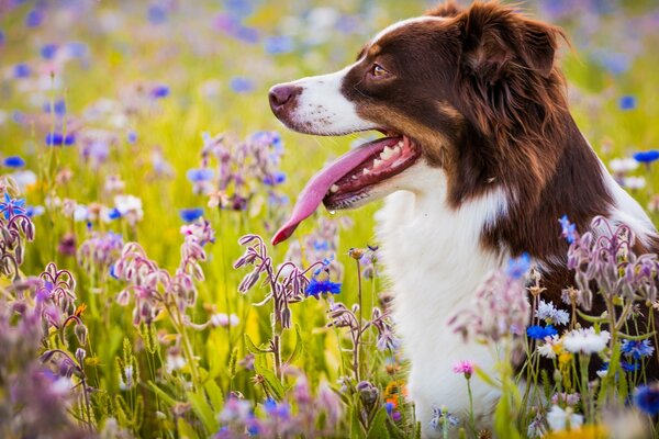 Perro pastor en el perfil en el campo de verano