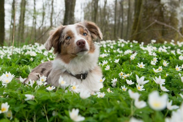 El perro de las flores. Naturaleza belleza