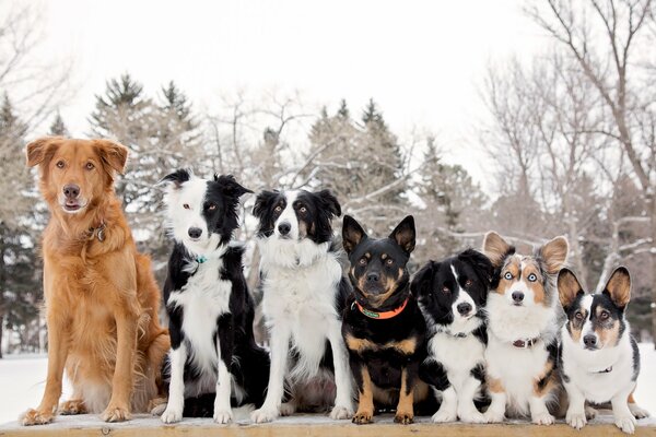 A line of friends-comrades border Collie and Welsh Corgi