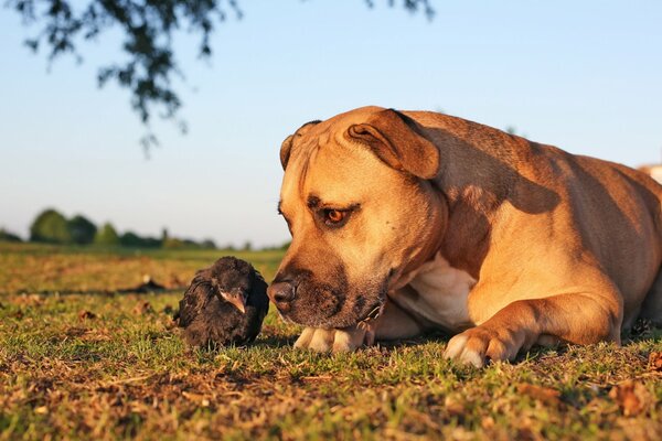 The first acquaintance of a chick and a dog