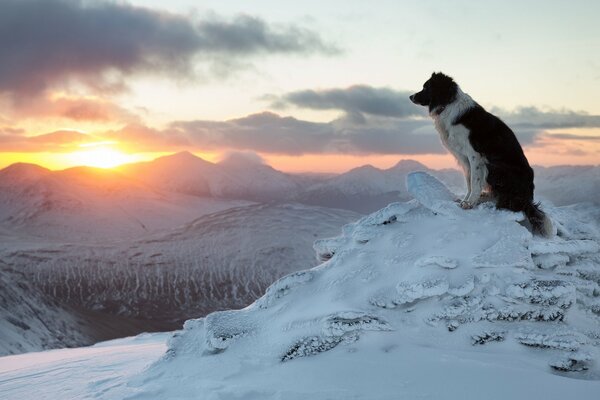 Cane in inverno in montagna ammirando il tramonto