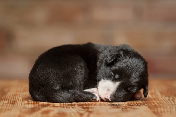 A small gentle fluffy ball