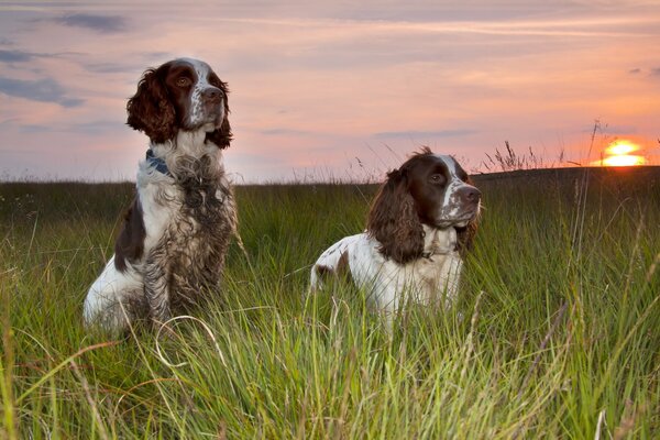 Hunde im Gras bei Sonnenuntergang