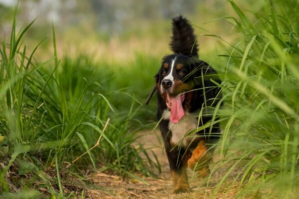 Cane sguardo amico in esecuzione erba