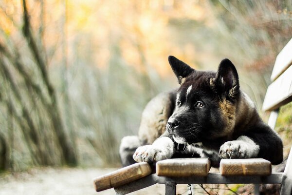 Chien avec un regard suppliant sur le banc