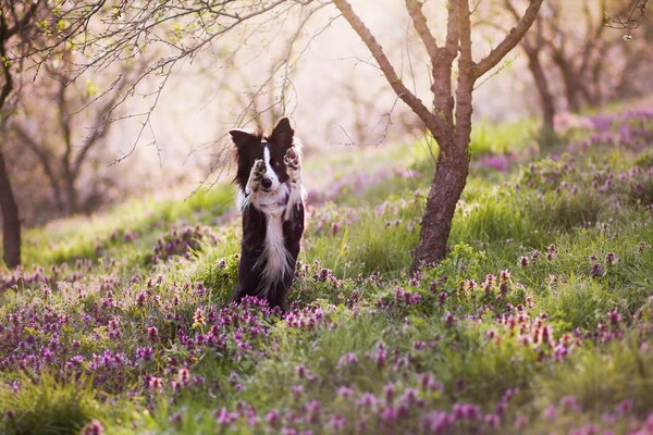 Dogs also enjoy the spring sunshine