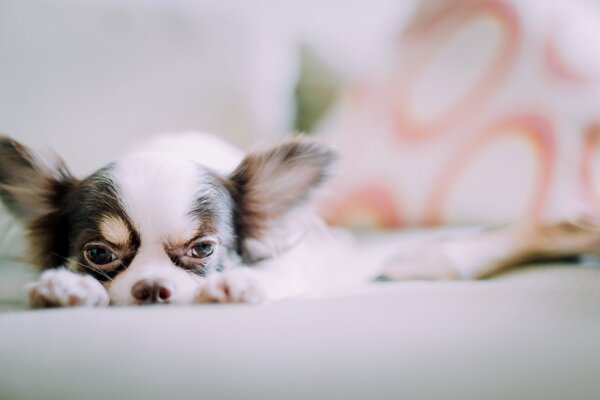 The thoughtful look of a pet