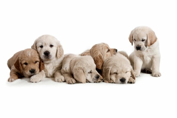 Beautiful sleepy puppies on a white background