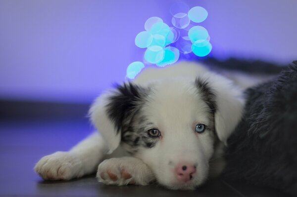 Questi diversi occhi di cane devoti