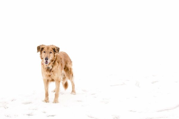 A dog standing in the snow in winter