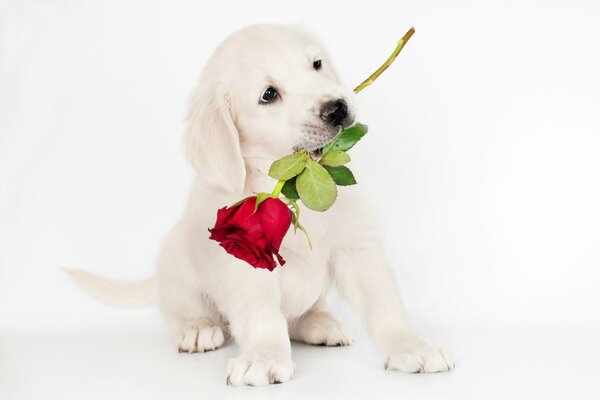 Lindo cachorro Retriever con rosa