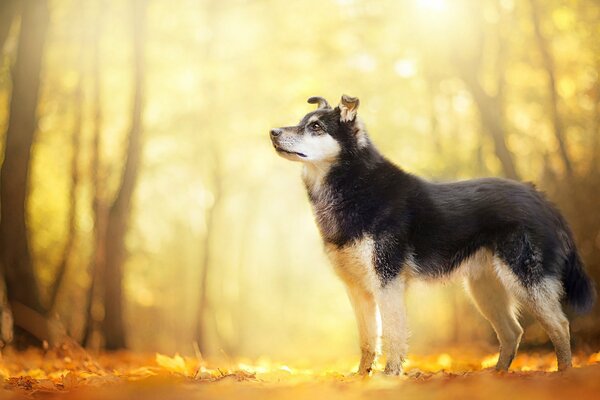 The sun is very, golden leaf fall